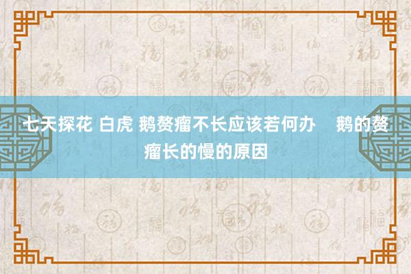 七天探花 白虎 鹅赘瘤不长应该若何办    鹅的赘瘤长的慢的原因